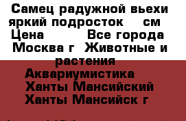 Самец радужной вьехи яркий подросток 15 см › Цена ­ 350 - Все города, Москва г. Животные и растения » Аквариумистика   . Ханты-Мансийский,Ханты-Мансийск г.